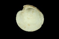 藏品(日本鏡文蛤 )的圖片